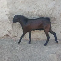 نری چاق|حیوانات مزرعه|قشم, |دیوار