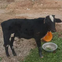 Abass|حیوانات مزرعه|دزفول, |دیوار