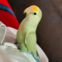 طوطی کوتوله