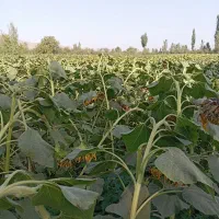 فروش یک قطعه زمین به متراژ ۲۸۰۰متر در فیرورق