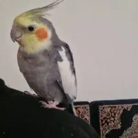 پرنده عروس نر