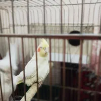 عروس معاوضه