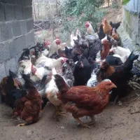 فروش جوجه سه ماهه گلپایگان واکسناسیون شده سالم|حیوانات مزرعه|رانکوه, |دیوار