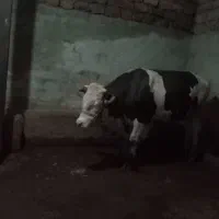 گوساله سمینتال نر اصیل