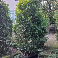 یاس هلندی جعبه ۶۰و جعبه ۴۰