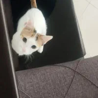 واگذاری رایگان گربه ماده|گربه|کرج, شهرک یاس شمالی|دیوار