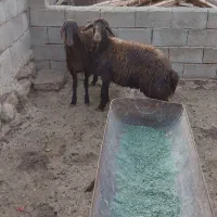 بره ماده هترو|حیوانات مزرعه|جلگه رخ, |دیوار