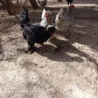 تخم مرغ|خوردنی و آشامیدنی|اسفرورین, |دیوار