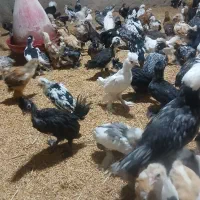 جوجه نیمچه مرغ و خروس تزئینی