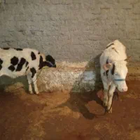 چهار عدد گوساله جنس درجه یک|حیوانات مزرعه|کوهدشت, |دیوار