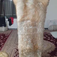 خز شیخ نشین صندلی