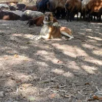 سگ گله نر|سگ|گلپایگان, |دیوار