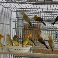 فنچ ستاره ای|پرنده|تهران, ترمینال جنوب|دیوار