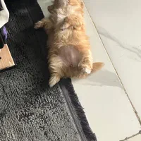 سگ دوماهه شیترو پامر|سگ|اصفهان, سپاهانشهر|دیوار