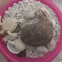 آکواریم و ماهی