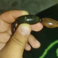 یشم زیر خاکی جذب اهنربا موکل دار هر دوتا اصل