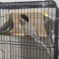 عروس هلندی نر و ماده عروسک|پرنده|رشت, باهنر|دیوار