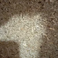 تخم کتان ‌‌( دان قناری)