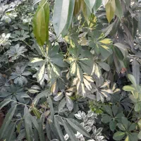شفلرا و برگ عبایی