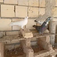 کفتر|پرنده|مرند, |دیوار