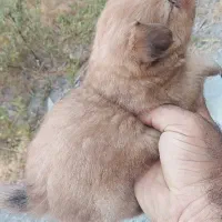 توله پامرانین عروسکی