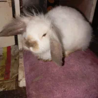 خرگوش لوپ|موش و خرگوش|سرخرود, |دیوار