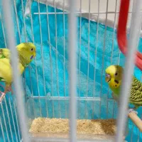 یک جفت مرغ عشق سالم سالم سالم سرحال سرحال|پرنده|هشتگرد, فاز ۷ مهستان|دیوار