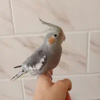 جوجه عروس هلندی سه ماهه خاکستری