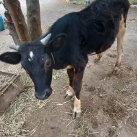 گوساله نر|حیوانات مزرعه|اطاقور, |دیوار