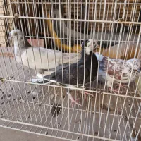 کبوتر|پرنده|اصفهان, شاهزاده ابراهیم|دیوار