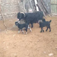 بز دوقلو شیرا نمونه