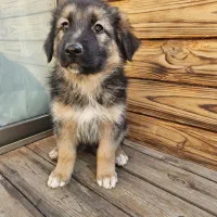 ژرمن شپرد|سگ|اصفهان, فیض|دیوار