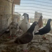 کبوتر