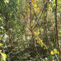 انواع نهال گردو بادام|خدمات باغبانی و درختکاری|تبریز, |دیوار