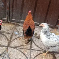 مرغ و خروس|حیوانات مزرعه|خاوران, |دیوار