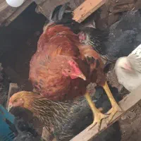 خروس محلی|حیوانات مزرعه|رشت, جانبازان|دیوار