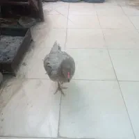 ماکیان رنگ سیمانی