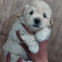 سگ شیتزو عروسکی