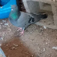 دونهای ۱۵۰ هزار تومان|پرنده|چاه داد خدا, |دیوار