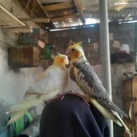 نروماده عروس هلندی دستی سخنگو