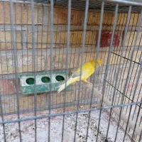 فروش قناری|پرنده|بهبهان, |دیوار