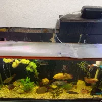 آکواریوم با تمام وسایل|ماهی|اصفهان, شفق|دیوار