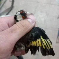 الیرام