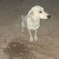 سگ پاکوتاه ماده