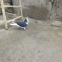 کبوتر
