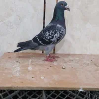 پلاکی|پرنده|اهواز, بهارستان|دیوار