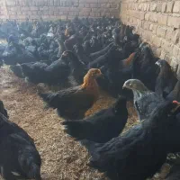 جوجه مرغ گلپایگانی|پرنده|ایلام, |دیوار