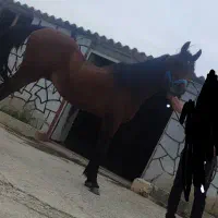 اسب عرب دوسر مدارک کامل