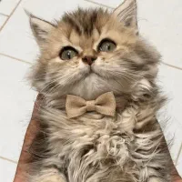 گربه بریتیش گلد چشم سبز ۲۳