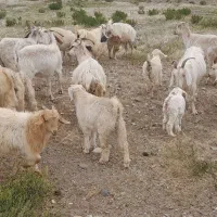 بز کهره دار شیری